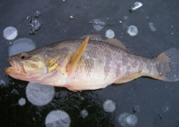 Ловля ротана на зимнюю блесну