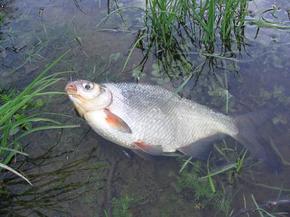 Ловля густеры